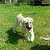 AKC- CHLOE, a female Anatolian Shepherd Dog for sale in Yellville, AR – 3 of 10