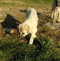 AKC- APOLLO, a male Anatolian Shepherd Dog for sale in Yellville, AR – 7 of 8