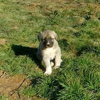 AKC - Apolo, a male Anatolian Shepherd Dog for sale in Yellville, AR – Photo 2 of 10