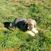 AKC - Apolo, a male Anatolian Shepherd Dog for sale in Yellville, AR – Photo 5 of 10