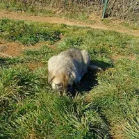 AKC - Apolo, a male Anatolian Shepherd Dog for sale in Yellville, AR – Photo 6 of 10