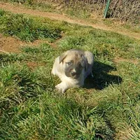 AKC - Apolo, a male Anatolian Shepherd Dog for sale in Yellville, AR – Photo 7 of 10