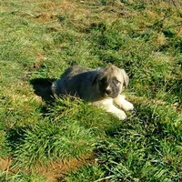 AKC - Apolo, a male Anatolian Shepherd Dog for sale in Yellville, AR – Photo 4 of 10