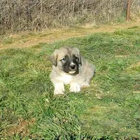 AKC - Apolo, a male Anatolian Shepherd Dog for sale in Yellville, AR – Photo 1 of 10