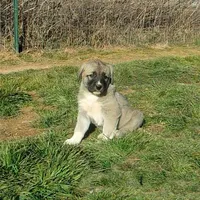 AKC - Apolo, a male Anatolian Shepherd Dog for sale in Yellville, AR – Photo 3 of 10