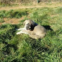 AKC - Apolo, a male Anatolian Shepherd Dog for sale in Yellville, AR – Photo 10 of 10