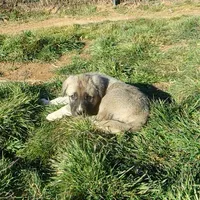 AKC - Apolo, a male Anatolian Shepherd Dog for sale in Yellville, AR – Photo 9 of 10