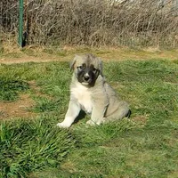 AKC - Apolo, a male Anatolian Shepherd Dog for sale in Yellville, AR – Photo 8 of 10