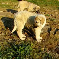 AKC - Apolo, a male Anatolian Shepherd Dog for sale in Yellville, AR – 6 of 10