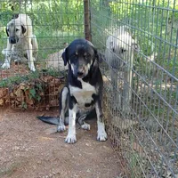 AKC- OMEGA, a female Anatolian Shepherd Dog for sale in Yellville, AR – 5 of 10