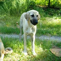 AKC- WYATT, a male Anatolian Shepherd Dog for sale in Yellville, AR – 5 of 9