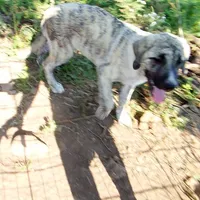 AKC- CIAO, a male Anatolian Shepherd Dog for sale in Yellville, AR – 3 of 9