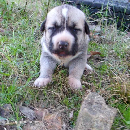 AKC- LOUISA – Anatolian Shepherd Dog puppy for sale in Yellville, AR