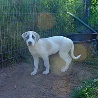 AKC- MAX, a male Anatolian Shepherd Dog for sale in Yellville, AR – Photo 10 of 10