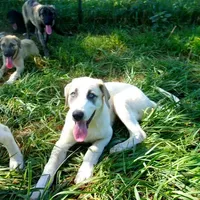 AKC- MAX, a male Anatolian Shepherd Dog for sale in Yellville, AR – Photo 6 of 10
