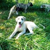 AKC- MAX, a male Anatolian Shepherd Dog for sale in Yellville, AR – Photo 7 of 10