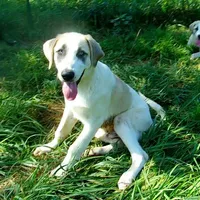 AKC- MAX, a male Anatolian Shepherd Dog for sale in Yellville, AR – Photo 4 of 10