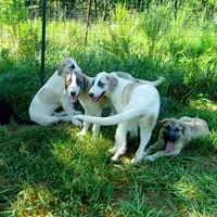 AKC- MAX, a male Anatolian Shepherd Dog for sale in Yellville, AR – Photo 8 of 10