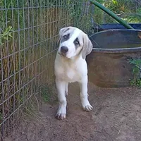 AKC- MAX, a male Anatolian Shepherd Dog for sale in Yellville, AR – Photo 1 of 10