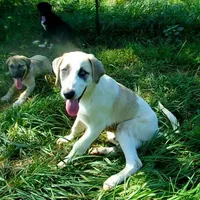 AKC- MAX, a male Anatolian Shepherd Dog for sale in Yellville, AR – Photo 5 of 10