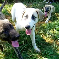 AKC- MAX, a male Anatolian Shepherd Dog for sale in Yellville, AR – Photo 3 of 10