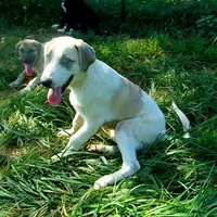 AKC- MAX, a male Anatolian Shepherd Dog for sale in Yellville, AR – Photo 2 of 10