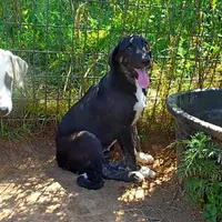 AKC- ZIETEL, a female Anatolian Shepherd Dog for sale in Yellville, AR – Photo 1 of 10
