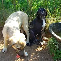 AKC- ZIETEL, a female Anatolian Shepherd Dog for sale in Yellville, AR – Photo 4 of 10