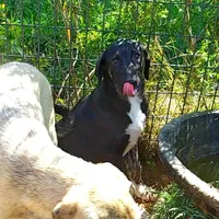 AKC- ZIETEL, a female Anatolian Shepherd Dog for sale in Yellville, AR – Photo 6 of 10