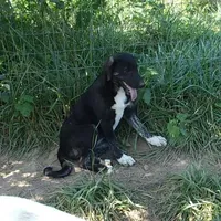 AKC- ZIETEL, a female Anatolian Shepherd Dog for sale in Yellville, AR – Photo 9 of 10