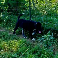 AKC- ZIETEL, a female Anatolian Shepherd Dog for sale in Yellville, AR – Photo 8 of 10