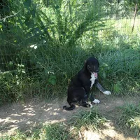 AKC- ZIETEL, a female Anatolian Shepherd Dog for sale in Yellville, AR – Photo 10 of 10