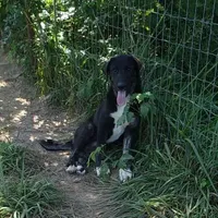 AKC- ZIETEL, a female Anatolian Shepherd Dog for sale in Yellville, AR – Photo 3 of 10