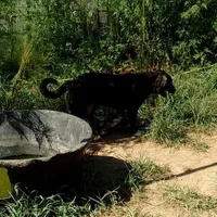 AKC- ZIETEL, a female Anatolian Shepherd Dog for sale in Yellville, AR – Photo 7 of 10