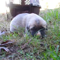AKC- BARON, a male Anatolian Shepherd Dog for sale in Yellville, AR – 2 of 8