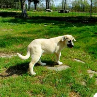 AKC- CHLOE, a female Anatolian Shepherd Dog for sale in Yellville, AR – 4 of 10