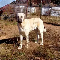 AKC- CHAD, a male Anatolian Shepherd Dog for sale in Yellville, AR – Photo 1 of 10