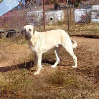 AKC- CHAD, a male Anatolian Shepherd Dog for sale in Yellville, AR – Photo 4 of 10