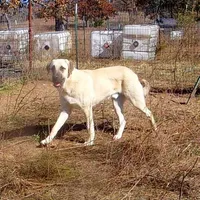 AKC- CHAD, a male Anatolian Shepherd Dog for sale in Yellville, AR – Photo 6 of 10