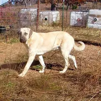 AKC- CHAD, a male Anatolian Shepherd Dog for sale in Yellville, AR – Photo 5 of 10