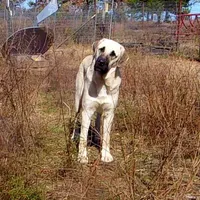 AKC- CHAD, a male Anatolian Shepherd Dog for sale in Yellville, AR – Photo 10 of 10