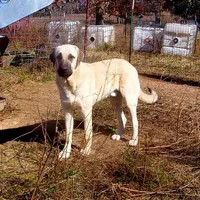 AKC- CHAD, a male Anatolian Shepherd Dog for sale in Yellville, AR – Photo 2 of 10