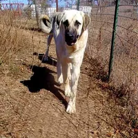 AKC- CHAD, a male Anatolian Shepherd Dog for sale in Yellville, AR – Photo 7 of 10