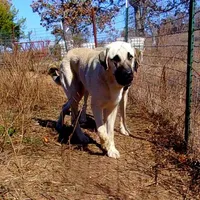 AKC- CHAD, a male Anatolian Shepherd Dog for sale in Yellville, AR – Photo 9 of 10