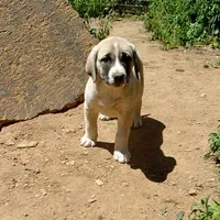 AKC- CLUTCH, a male Anatolian Shepherd Dog for sale in Yellville, AR – 1 of 10