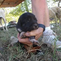 AKC- GRETL, a female Anatolian Shepherd Dog for sale in Yellville, AR – 2 of 6
