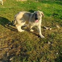 AKC- ERIC, a male Anatolian Shepherd Dog for sale in Yellville, AR – 9 of 10