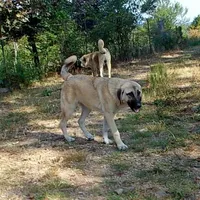 AKC- ESTHER, a female Anatolian Shepherd Dog for sale in Yellville, AR – Photo 6 of 10