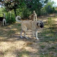 AKC- ESTHER, a female Anatolian Shepherd Dog for sale in Yellville, AR – Photo 3 of 10