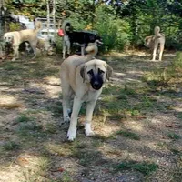 AKC- ESTHER, a female Anatolian Shepherd Dog for sale in Yellville, AR – Photo 1 of 10